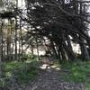 This is the trail to the lookout, which also features an overgrown spur trail.