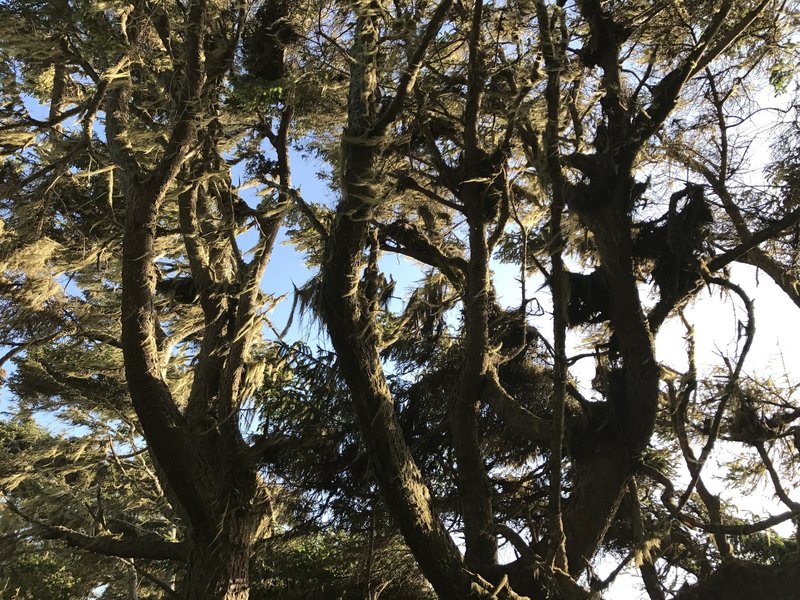 Lichen grows on Sitka spruce trees off the Hammond Trail.