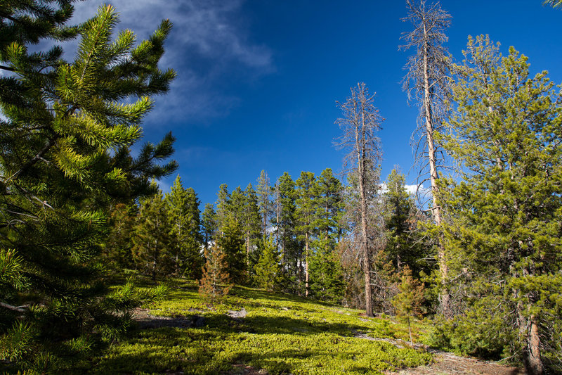 This opening in the trees marks a junction point with another trail early on.