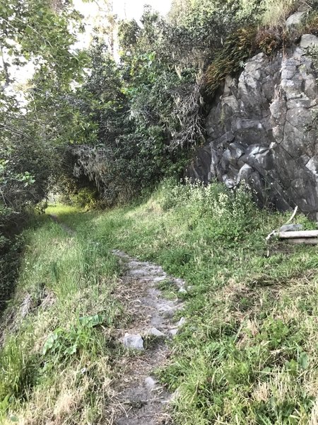 Parker Creek Trail near Old Home Beach.