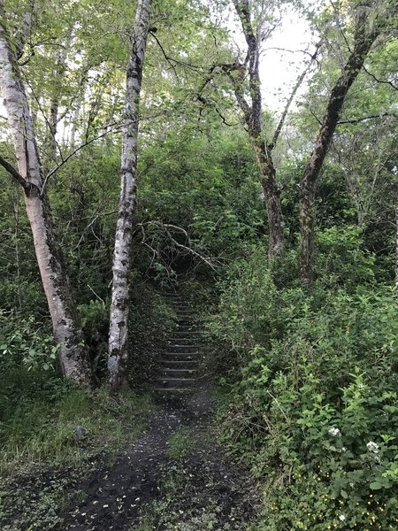 The Parker Creek Trail is closely bordered by vegetation as it works down the hill.