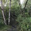 The Parker Creek Trail is closely bordered by vegetation as it works down the hill.