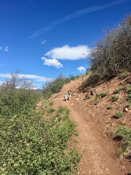 The Sunnyside Trail is sure to give Fido a workout!