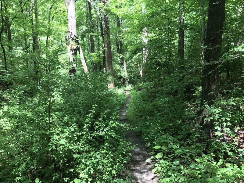 This is shortly after crossing a small foot bridge toward the end of Cedar Ridge Trail.