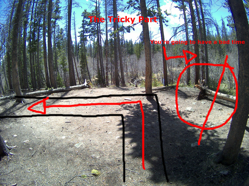 This is the section where most people get confused and go the wrong way. It happens about 5 minutes into the trail. Go LEFT here! If you go right, you end up bushwhacking and following a faint trail that disappears.