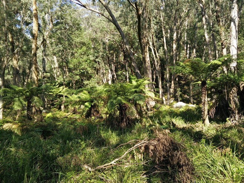 Ferns and dense underbrush abound along Federal Pass.