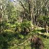 Ferns and dense underbrush abound along Federal Pass.