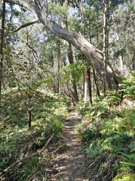 This is typical for much of the Federal Pass singletrack.