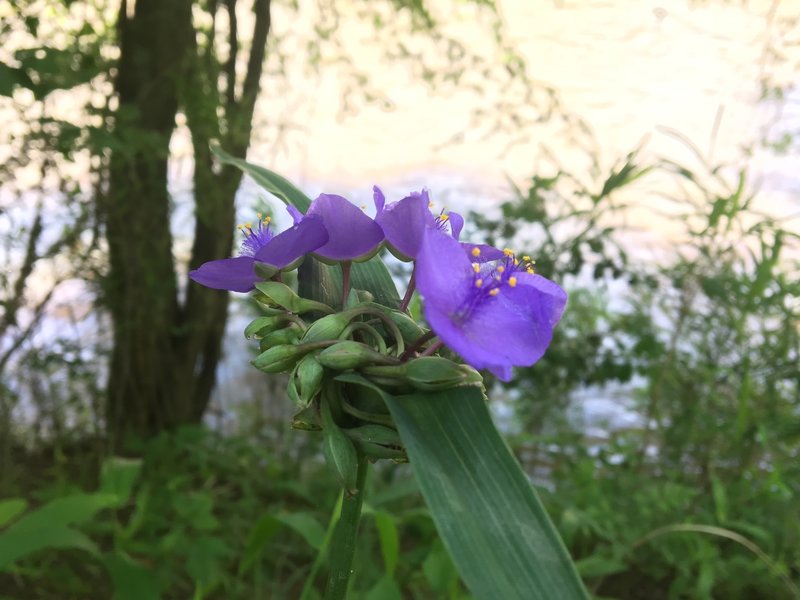 Wildflowers bloom in earnest along the Horne Creek Trail.