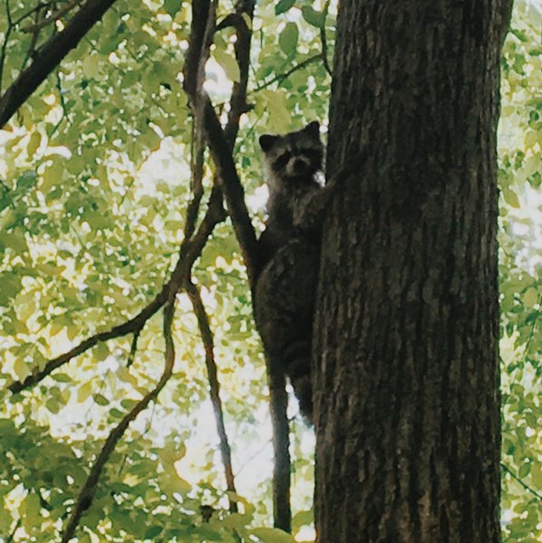 A masked friend isn't happy to see us along the Horne Creek Trail.