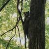 A masked friend isn't happy to see us along the Horne Creek Trail.