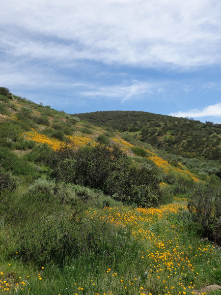 A run of California poppies blooms in Spring Canyon.