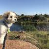 Fido looks out onto Lost Lake along the Kite Trail.