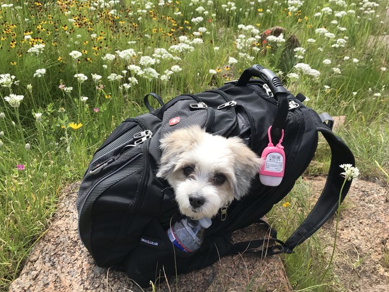 By the time we hit the south rim of the Bison Trail, our tired dog had to be carried.