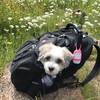 By the time we hit the south rim of the Bison Trail, our tired dog had to be carried.