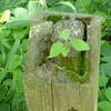 Life finds root in the top of a post in the parking lot for the Heron Rookery Trail.