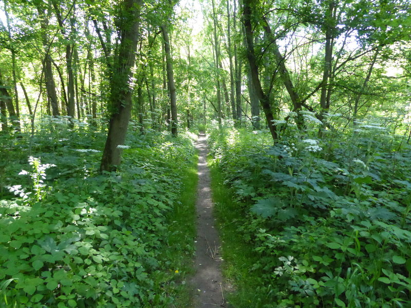 Dense undergrowth surrounds the Heron Rookery Trail in May, surrounding the visitors with wildflowers.