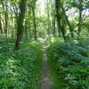 Dense undergrowth surrounds the Heron Rookery Trail in May, surrounding the visitors with wildflowers.