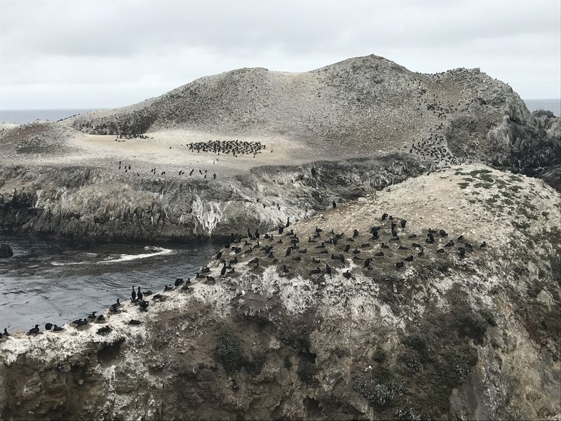 Bird Island definitely lives up to its name.