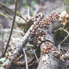 A cluster of Ladybugs navigates a downed branch along the Tres Sendas Trail.