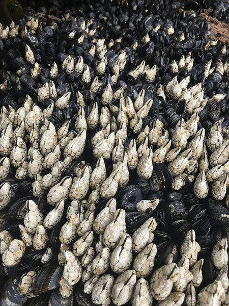 Oysters aplenty cling to the rocks at Point Lobos.