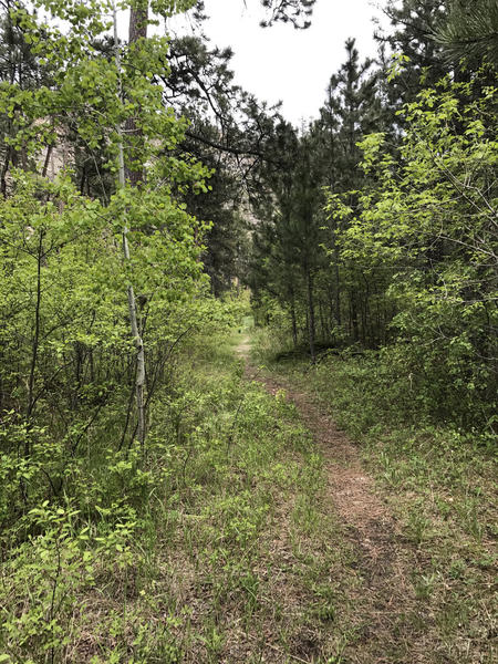 A narrow section of singletrack along the Hell Canyon trail looking south towards the trailhead.