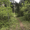 A narrow section of singletrack along the Hell Canyon trail looking south towards the trailhead.