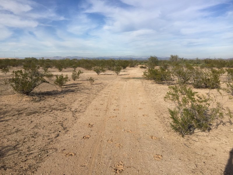 Some doubletrack, north of the Sun Valley Parkway, on the Maricopa Trail.