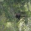 A moose stops and checks us out just seconds after running toward us.