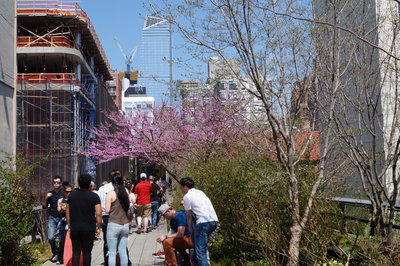 You CAN get beautiful foliage in NYC.