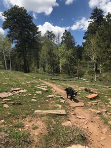 On the Plateau above the Trail 612 creek.