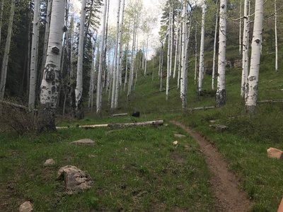 In the valley on trail #612.