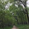 Cottonwood forest along the Fort Mandan Nature Trail.