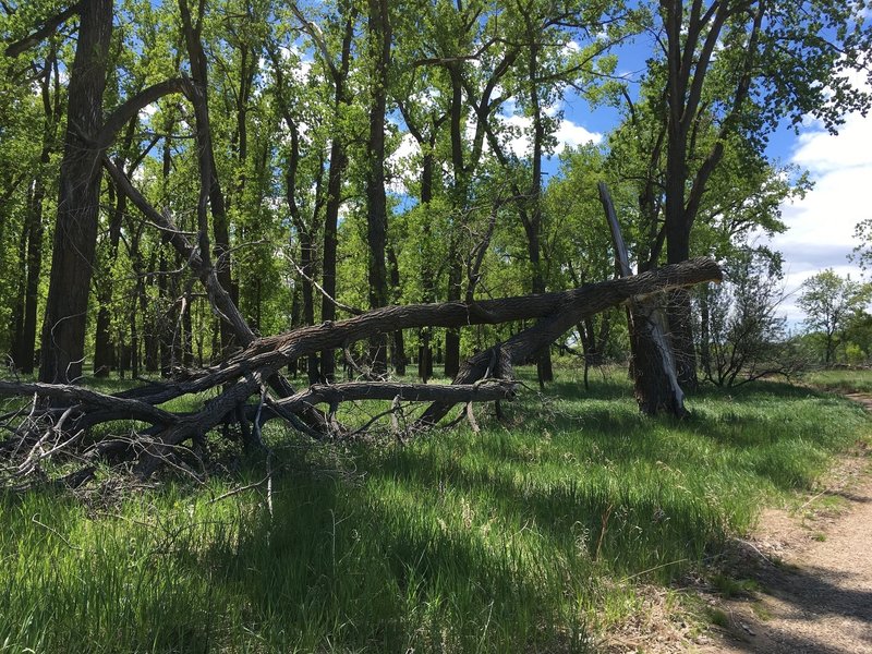 Cottonwoods along the Wetlands Trail.