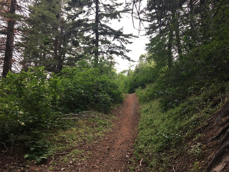 Near the top of Fivemile Gulch.