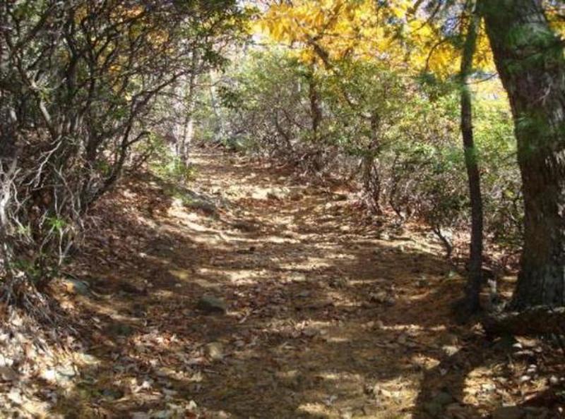 The Flat Top Trail is nice and wide as it ascends the mountain.