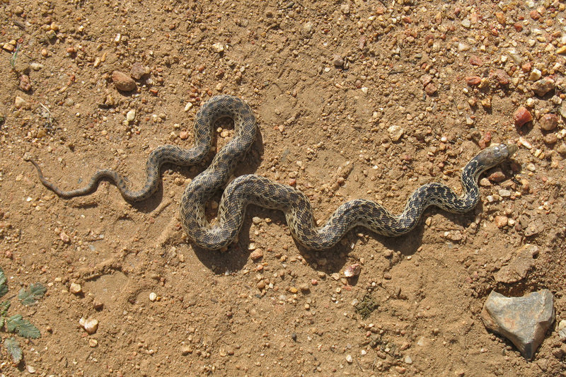 Keep an eye out for snakes in Santa Ysabel Open Space.