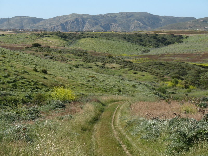 Grassy doubletrack abounds in Black Mountain Ranch Park during the verdant wet season.