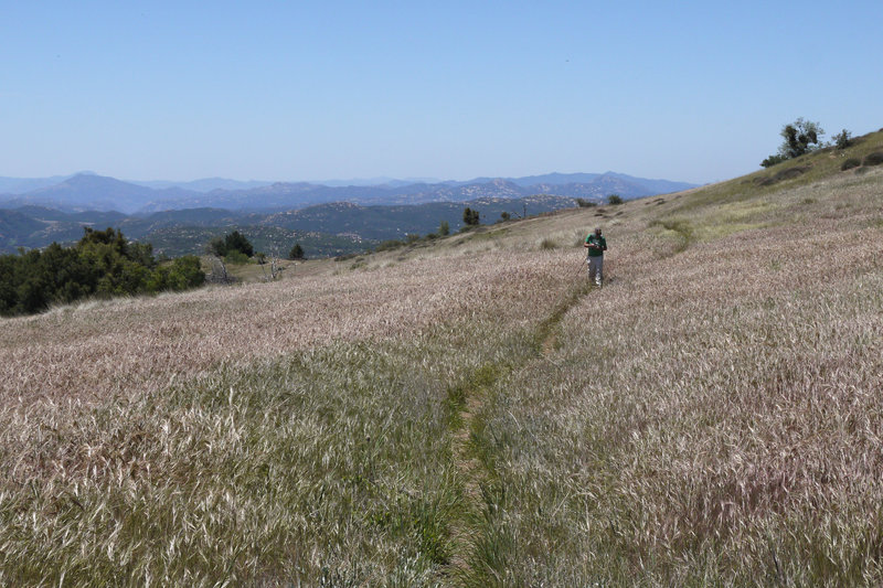 At times, the West Mesa Trail is nearly swallowed by grass.