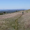 At times, the West Mesa Trail is nearly swallowed by grass.