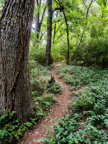 On the Canyon Ridge Trail, you don't have to think a single thought about work, just the path ahead.