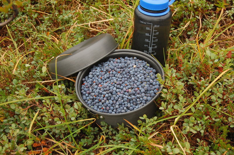 Blueberries are plentiful this time of year.