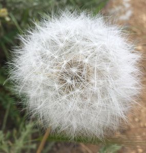 The flora along Five Mile Gulch is pristine and quite beautiful.