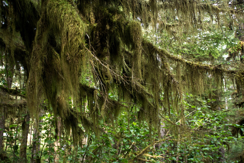 The wet, coastal climate is ideal for mosses, liverworts, and epiphytes.