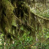 The wet, coastal climate is ideal for mosses, liverworts, and epiphytes.