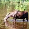 Moose can be spotted near the Washington Creek Trail.