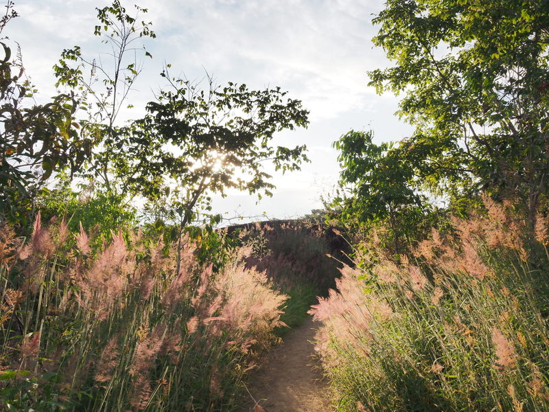 This trail may make you feel like you're walking through that scene in Gladiator.