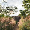 This trail may make you feel like you're walking through that scene in Gladiator.