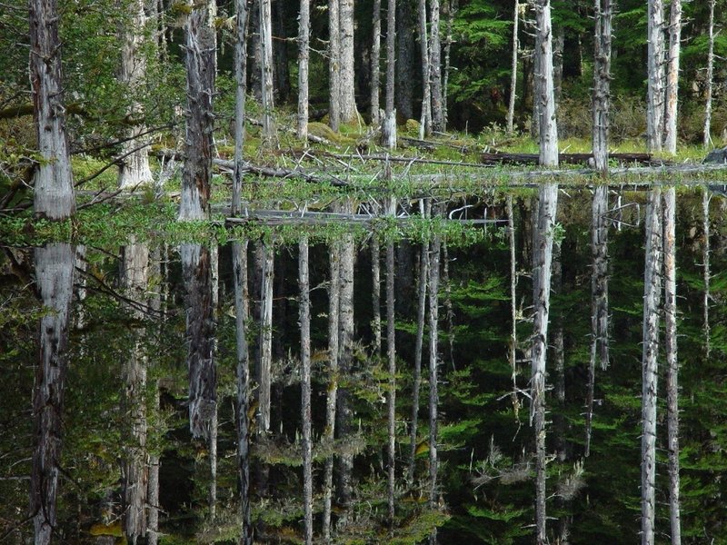 Still water paints a beautiful reflection on Black Water Pond. Photo credit: NPS Photo.