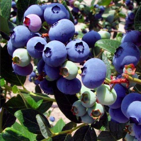 Blueberries abound!